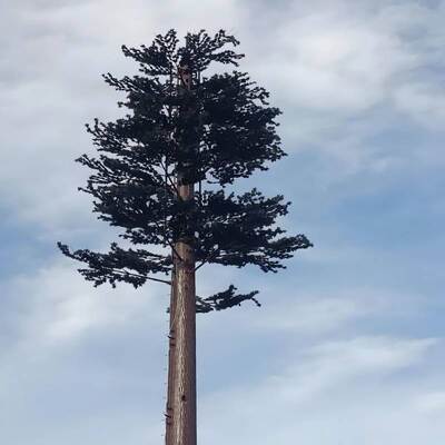 Bionic Tree Towerのモジュラーデザインは、アンテナマウント、ケーブル管理、再生可能エネルギーハーベスターをサポートする、カスタマイズ可能な樹種と高さ